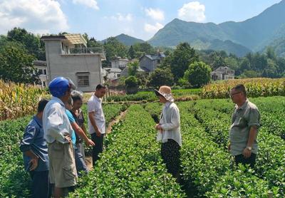 省人社廳組織高層次博士(后)專家團赴績溪，以農(nóng)業(yè)園藝科技服務(wù)賦能鄉(xiāng)村振興
